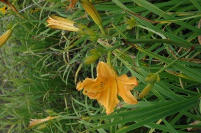 Daylily Scapes: scapesa