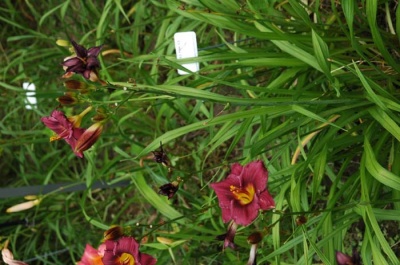 Daylily Scapes: scapes