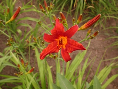Daylily Scapes: scapes