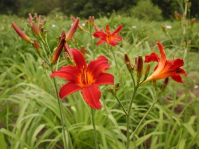 Daylily Scapes: scapesa