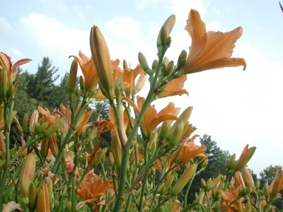 Daylily Scapes: scapes