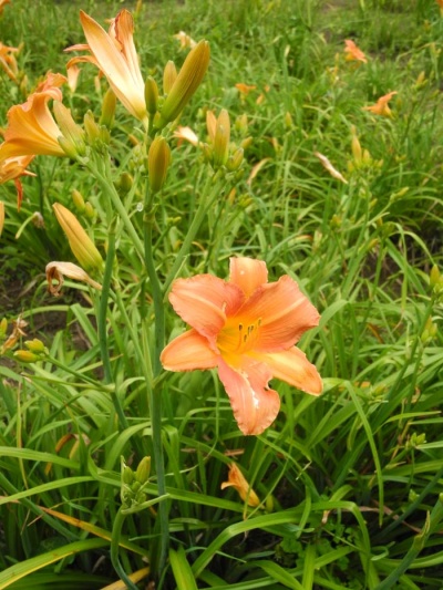Daylily Scapes: scapesa