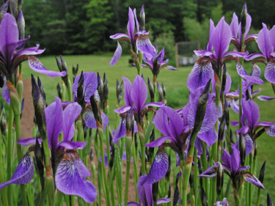 _-iris-u-p-6_9_03-e-500px
