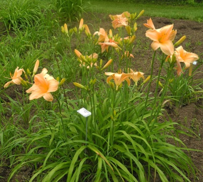 AUNT MAZY'S LINEN (VT)