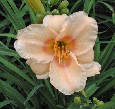 CAREFREE PEACH