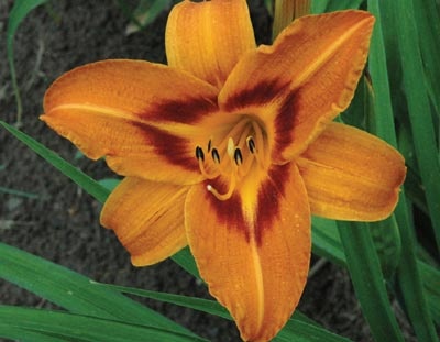 daylilies: WAKE ROBIN