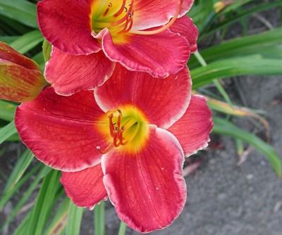 daylilies: BRIDGETON DAZZLER