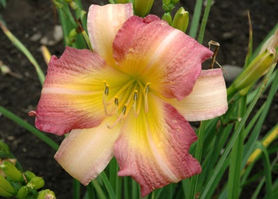 daylilies: ABALONE (VT)