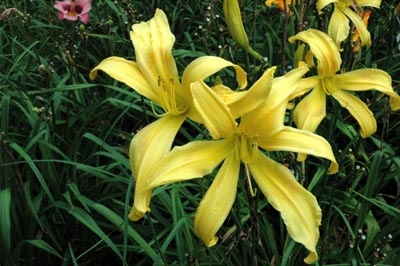 daylilies: DIVERTISSMENT