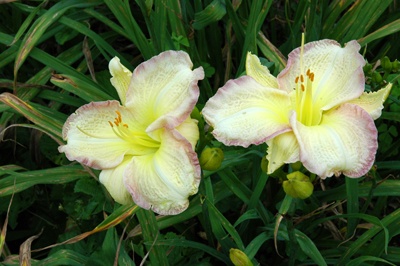 daylilies: FORSYTH RASPBERRY RIMMED