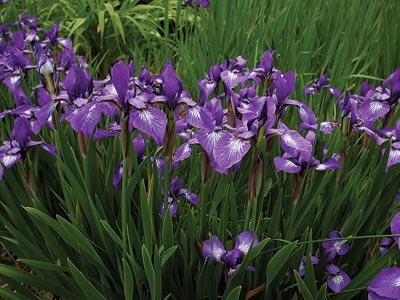 daylilies: Iris  siberica NANA