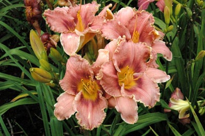 daylilies: CATTLEYA FRILLS