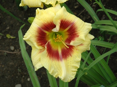 daylilies: CLOWN CHARM