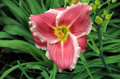 daylilies: RASPBERRY SWIRL