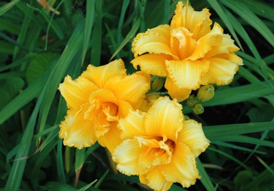 daylilies: CONDILLA