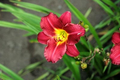 daylilies: DARKLING (VT)