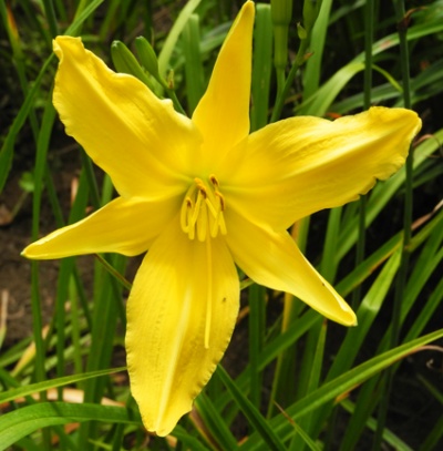 daylilies: OLALLIE SPIDER WEB (VT)