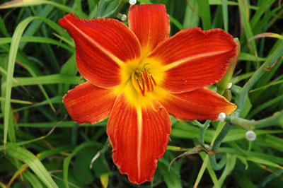 daylilies: DOUBLE BEAUTY