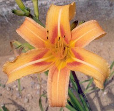 daylilies: HANKOW