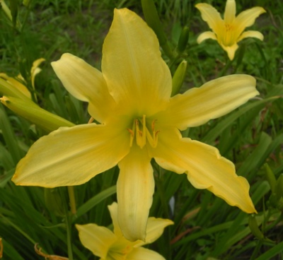 daylilies: SEPTEMBER WINNER
