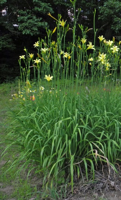 daylilies: H. citrina vespertina hybrids (VT)