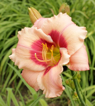 daylilies: OLALLIE MISS MARCIA (15-05) (VT)