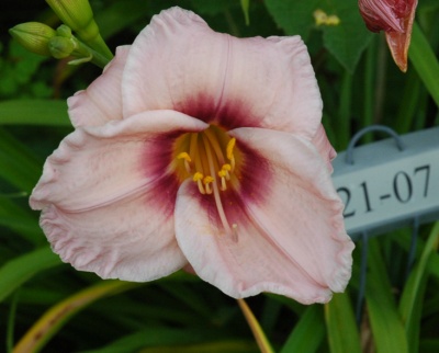 daylilies: 21-07