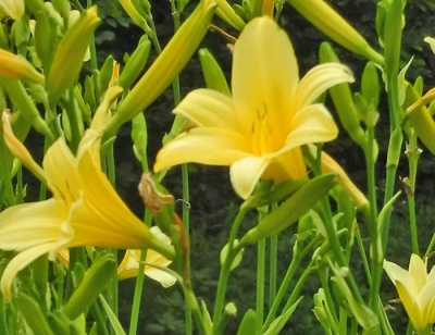 daylilies: 67-07