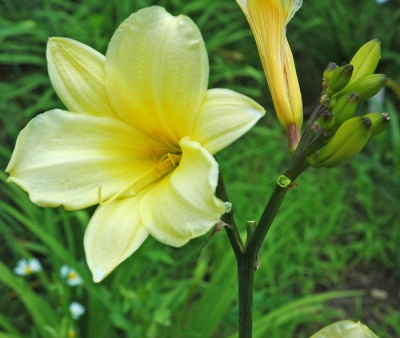 daylilies: 69-07