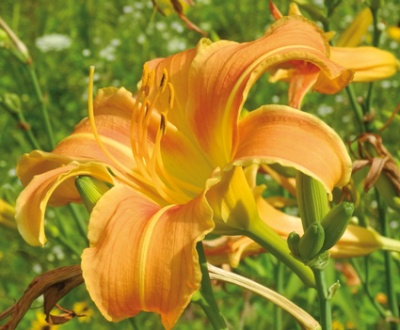 daylilies: OLALLIE ROCKET FLARE