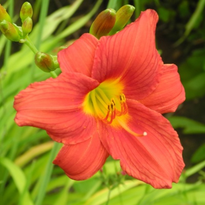 daylilies: 42-09