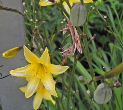 daylilies: 30-13