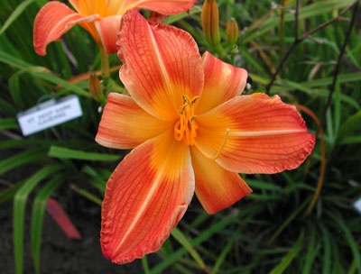 daylilies: DEEP DARK CAVERNS (VT)