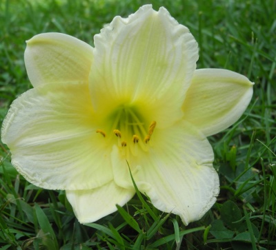 daylilies: 28-13