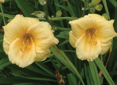 daylilies: ELF CAPS
