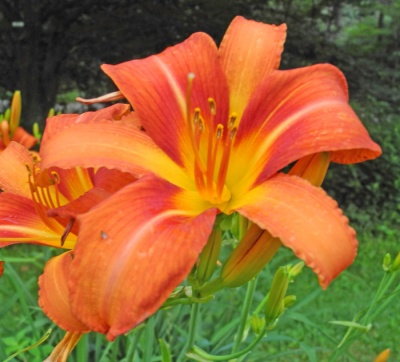 daylilies: 34-13