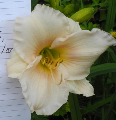 daylilies: 25-34-2014 (VT)