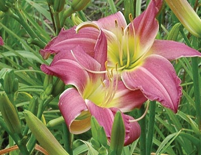 daylilies: FONDLY KIN (VT)