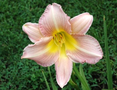 daylilies: ANNUAL APPEAL (VT)