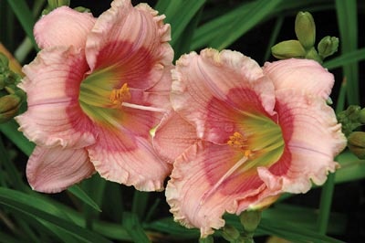 daylilies: JANICE BROWN