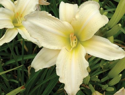 daylilies: LADY'S BRIM type (VT)