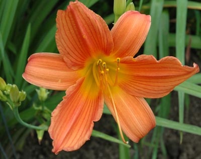 daylilies: LAVA (VT)