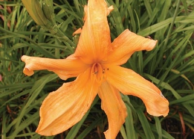 daylilies: LILY DACHE