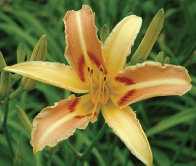 daylilies: LINDA