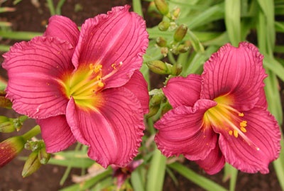daylilies: LITTLE GRAPETTE