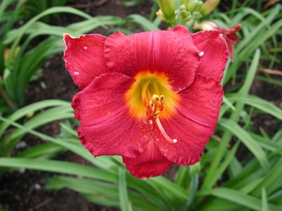 daylilies: MYSTIC AMULET