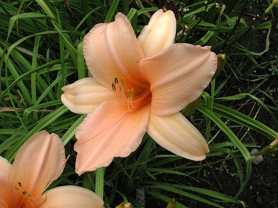 daylilies: NEON GLOW (VT)