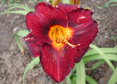 daylilies: OBSIDIAN