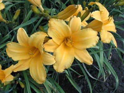 daylilies: OLALLIE ALLYSON