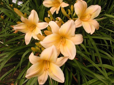 daylilies: OLALLIE DAWN